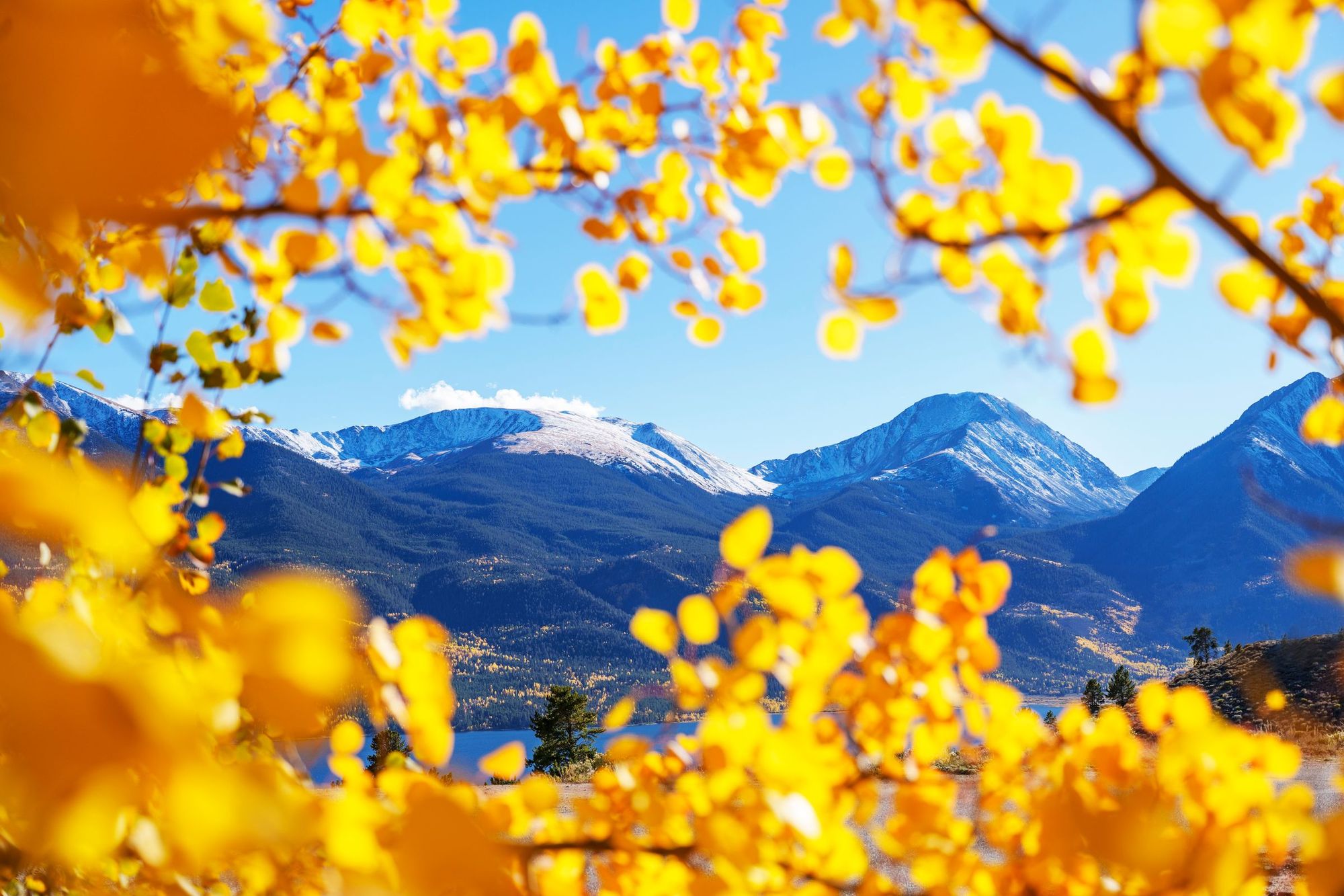 Golden aspen leaves framing snow-capped Colorado peaks